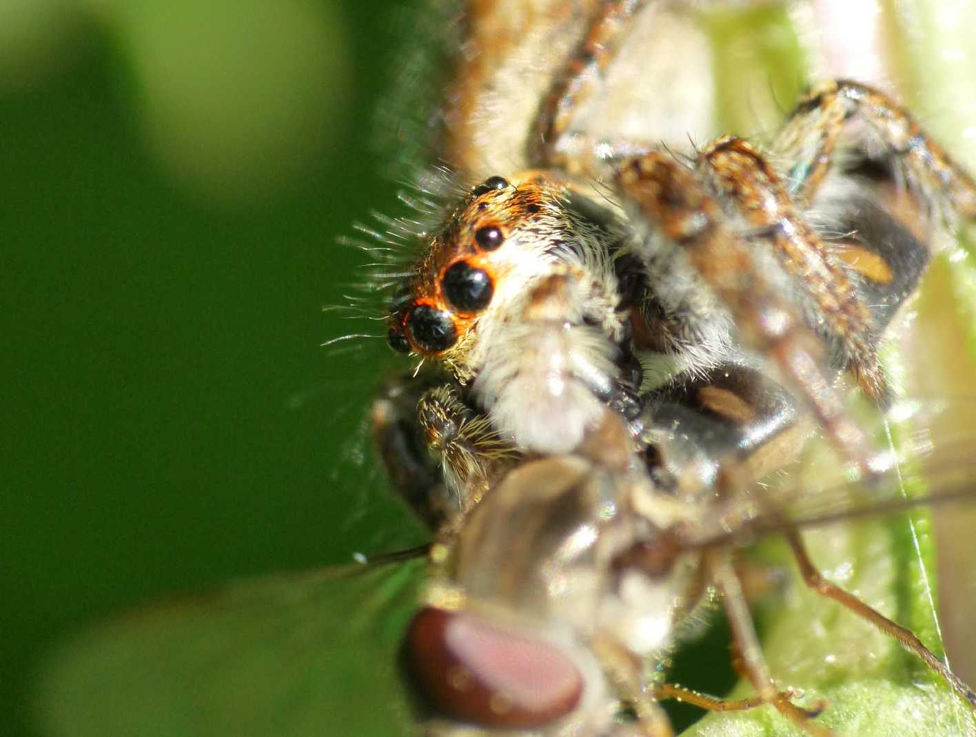 Carrhotus xanthogramma